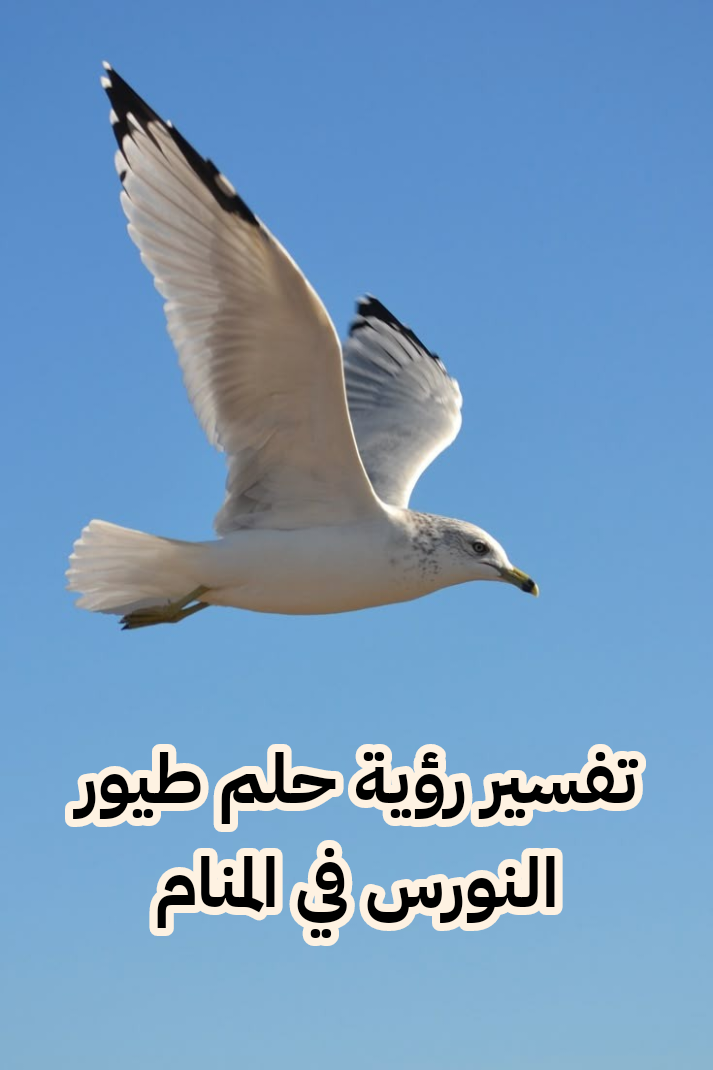 تفسير رؤية حلم طيور النورس في المنام