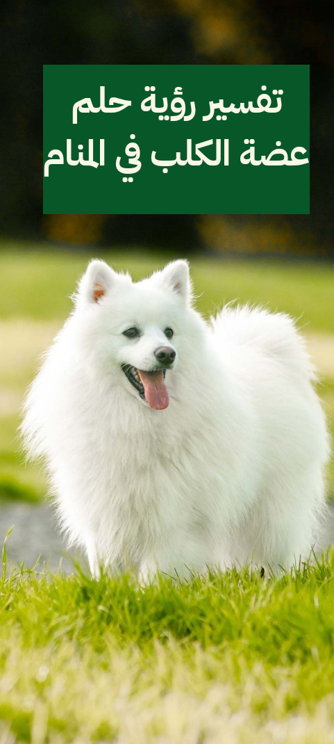 تفسير رؤية حلم عضة الكلب في المنام .. أبرز 5 دلالات لابن سيرين