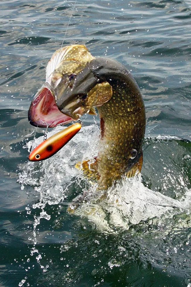 تفسير حلم السمك في المنام