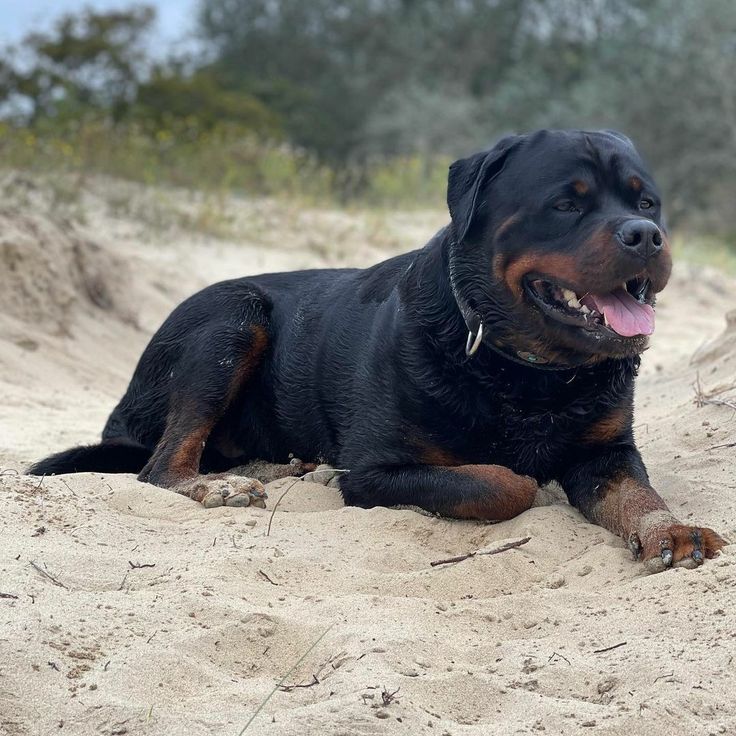 رمزية رؤية براز الكلاب في الحلم