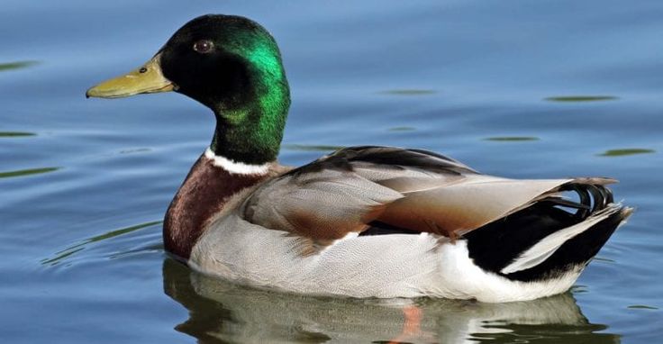 تفسير رؤية البط في المنام