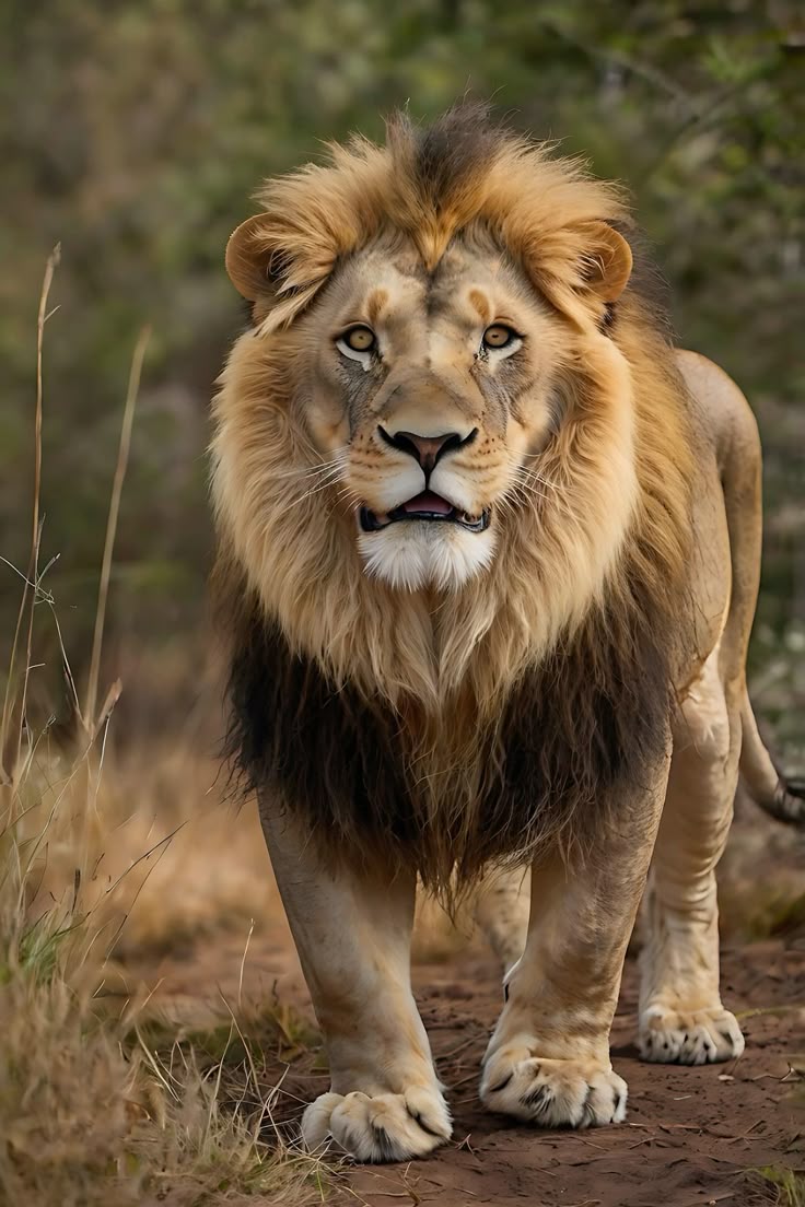 رؤية الأسد في المنام