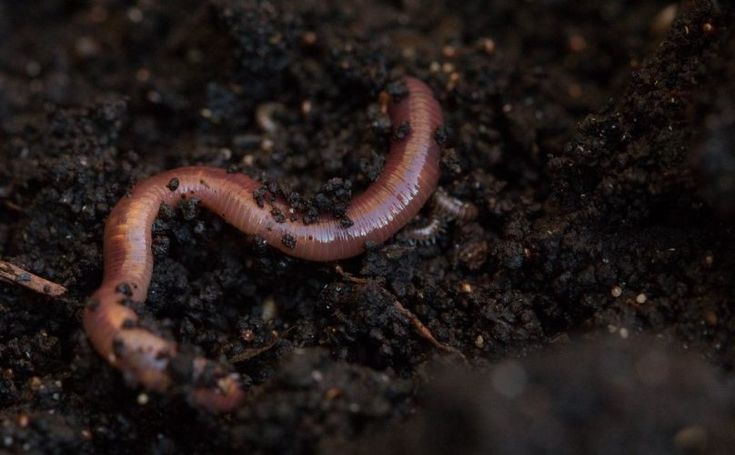 تفسير حلم الدود في المنام