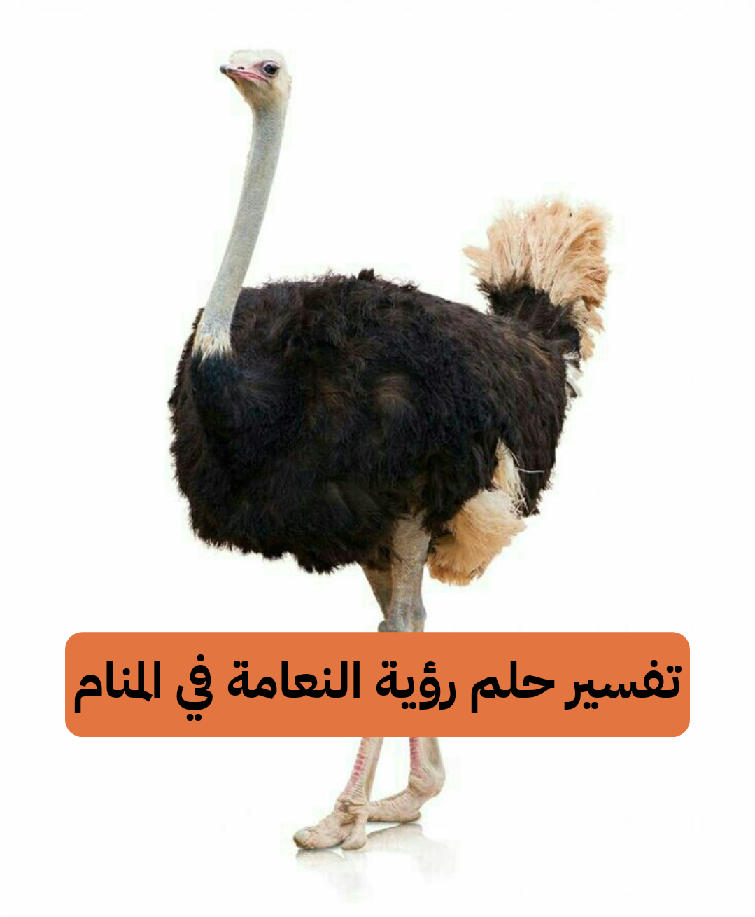 تفسير حلم رؤية النعامة في المنام للعزباء والمتزوجة بالتفصيل