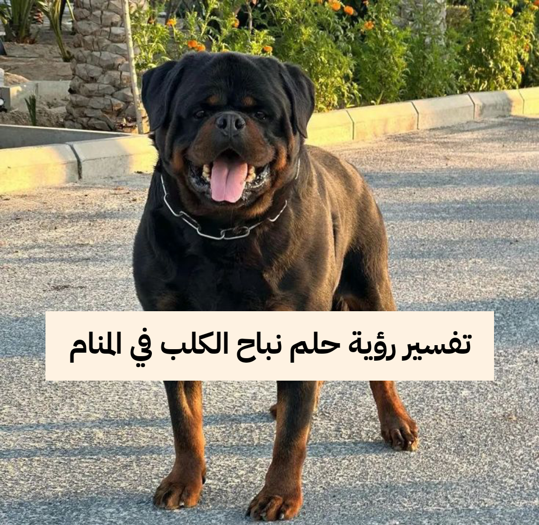 تفسير رؤية حلم نباح الكلب في المنام