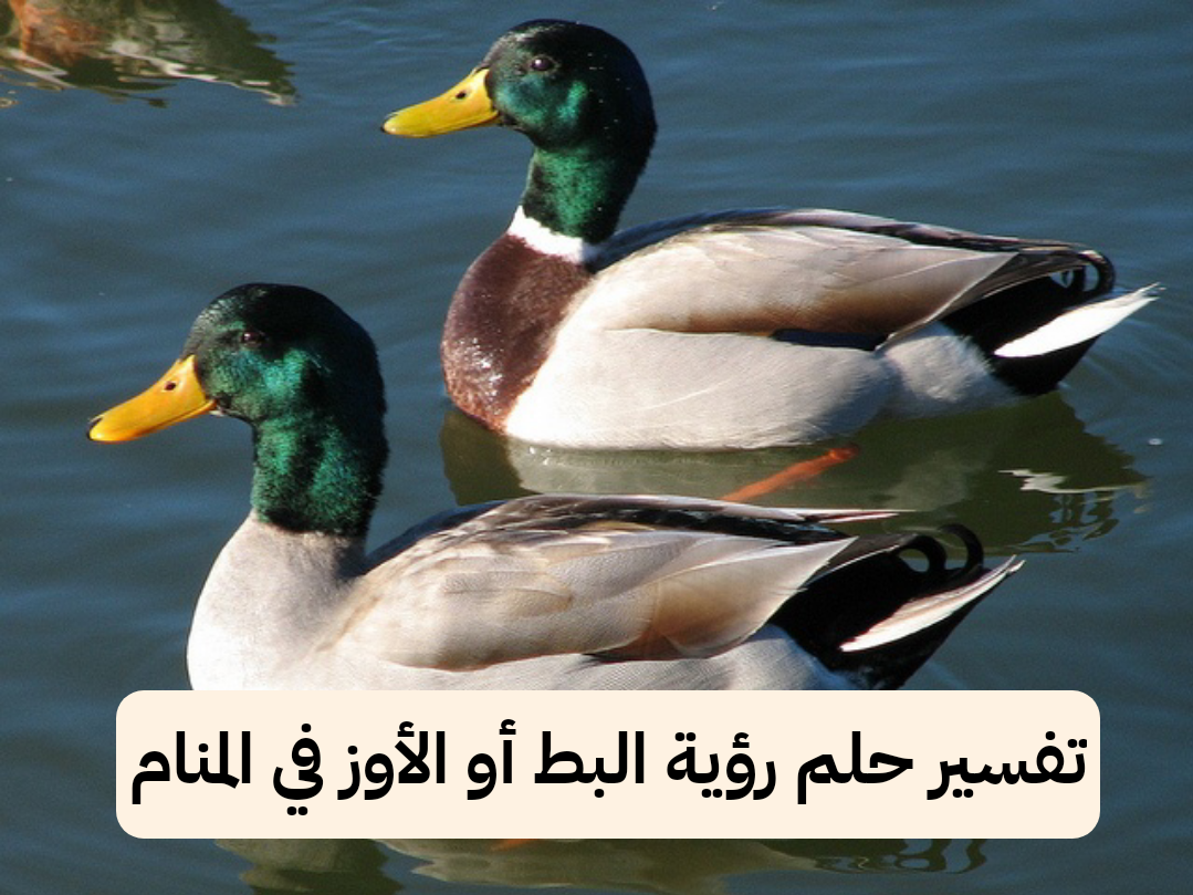 تفسير حلم رؤية البط أو الأوز في المنام