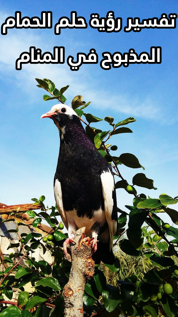 تفسير رؤية حلم الحمام المذبوح في المنام