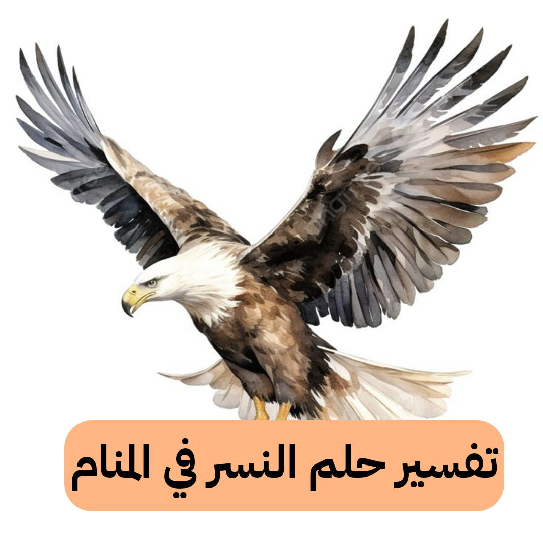 تفسير حلم النسر في المنام – رمز رؤية الصقر في الحلم