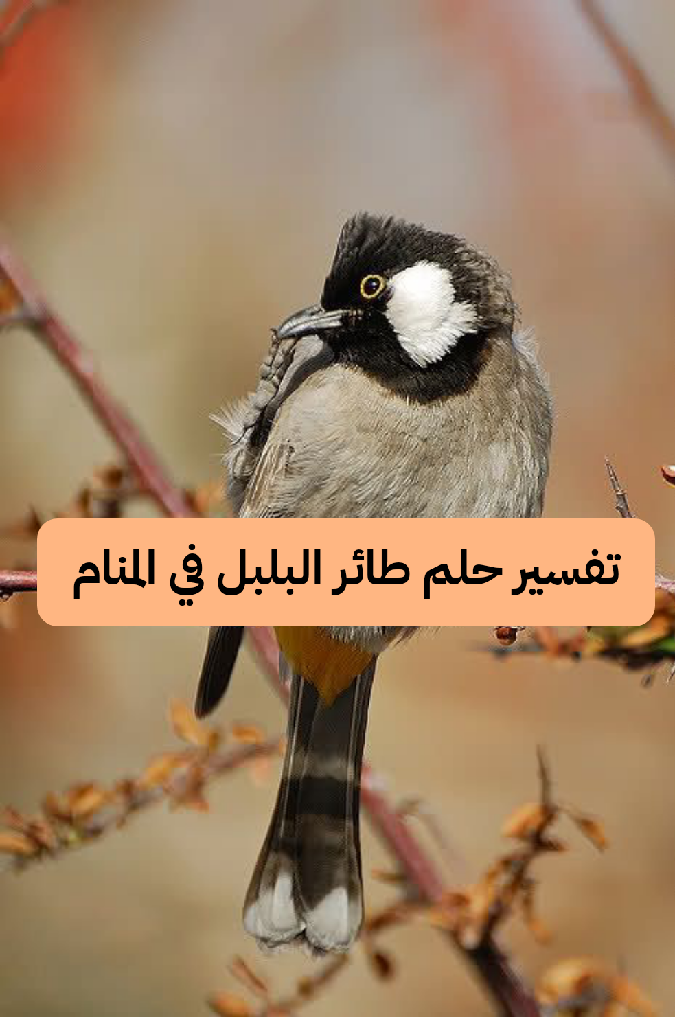 تفسير حلم طائر البلبل في المنام – رمز رؤية النُغَرَ في الحلم