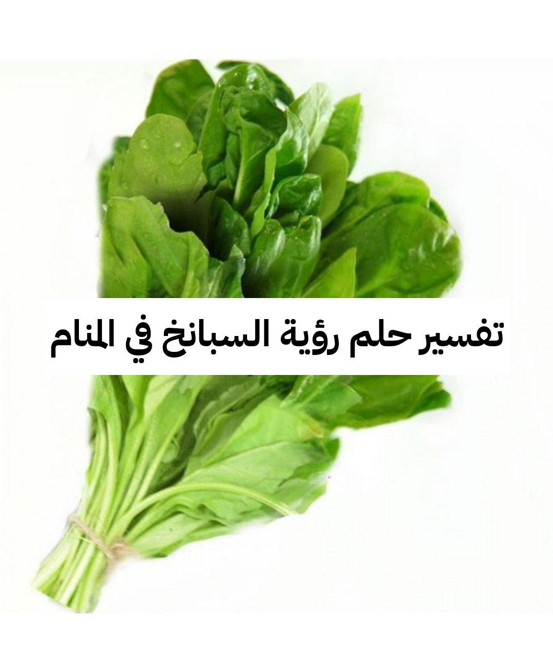 تفسير حلم رؤية السبانخ في المنام