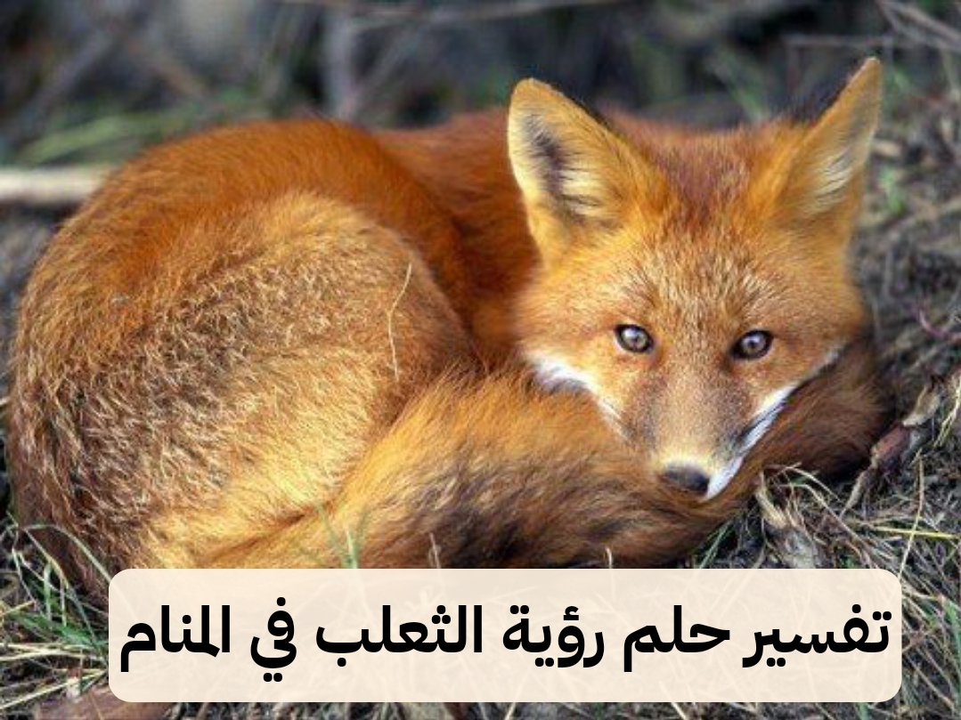 تفسير حلم رؤية الثعلب في المنام