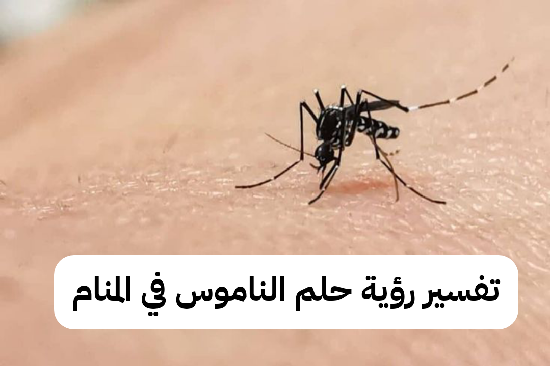 تفسير رؤية حلم الناموس في المنام