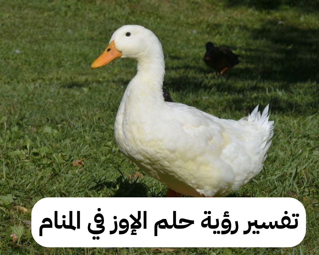 تفسير رؤية حلم الإوز في المنام