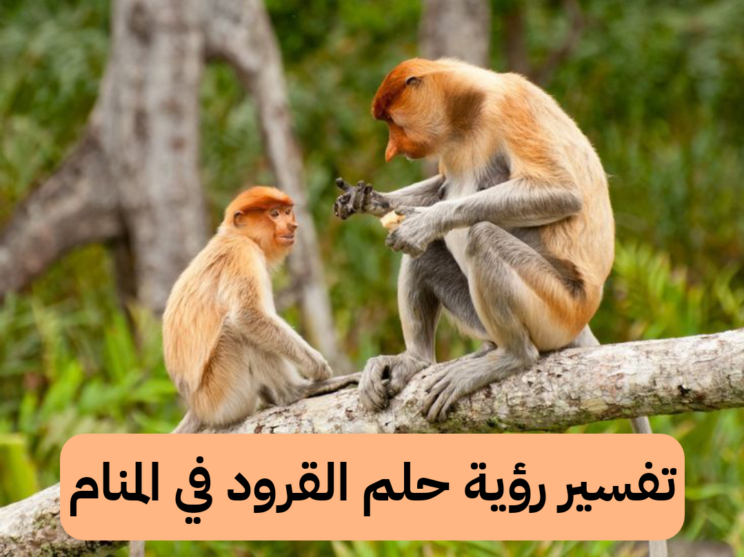 تفسير رؤية حلم القرود في المنام