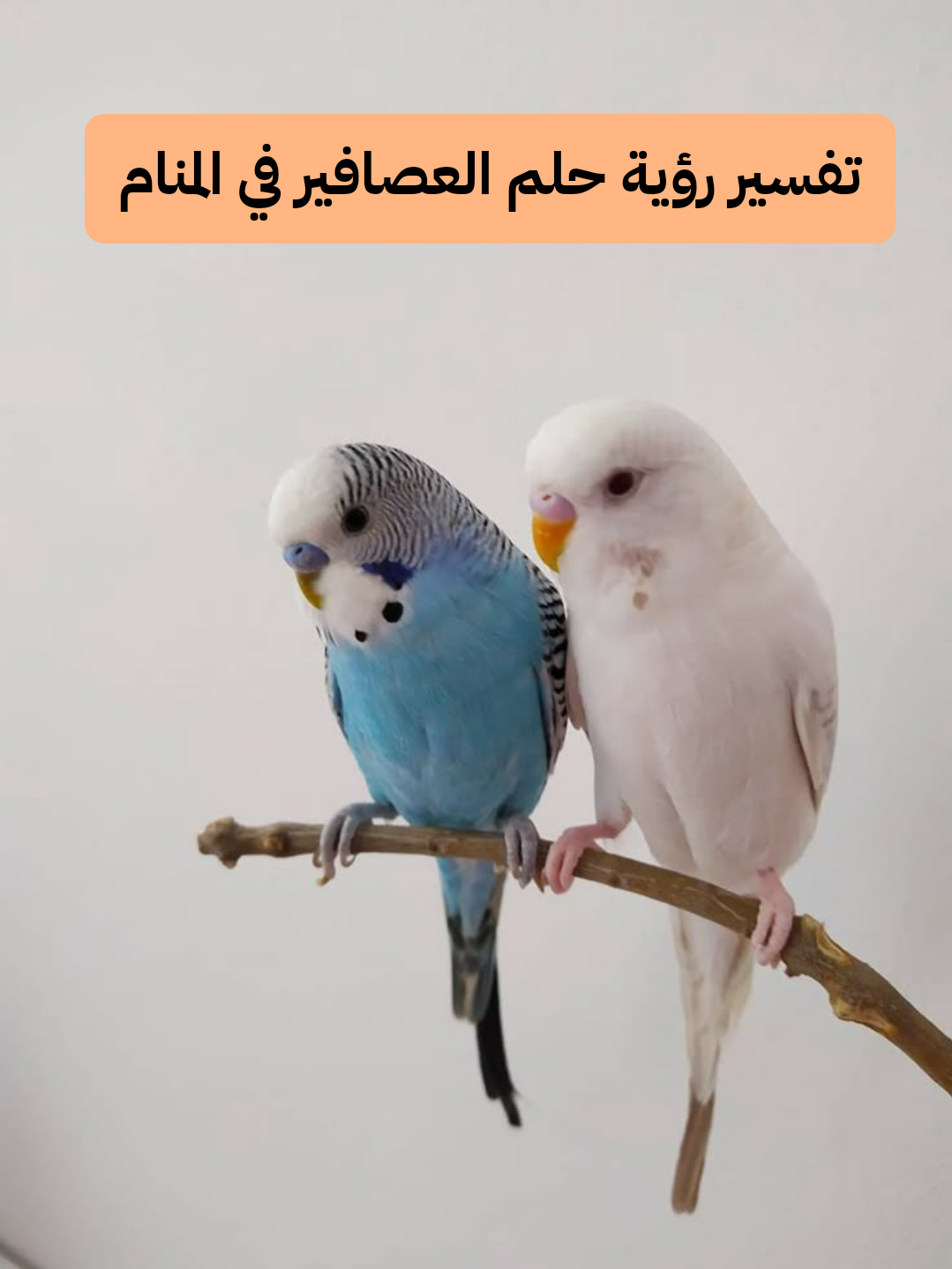 تفسير رؤية حلم العصافير في المنام