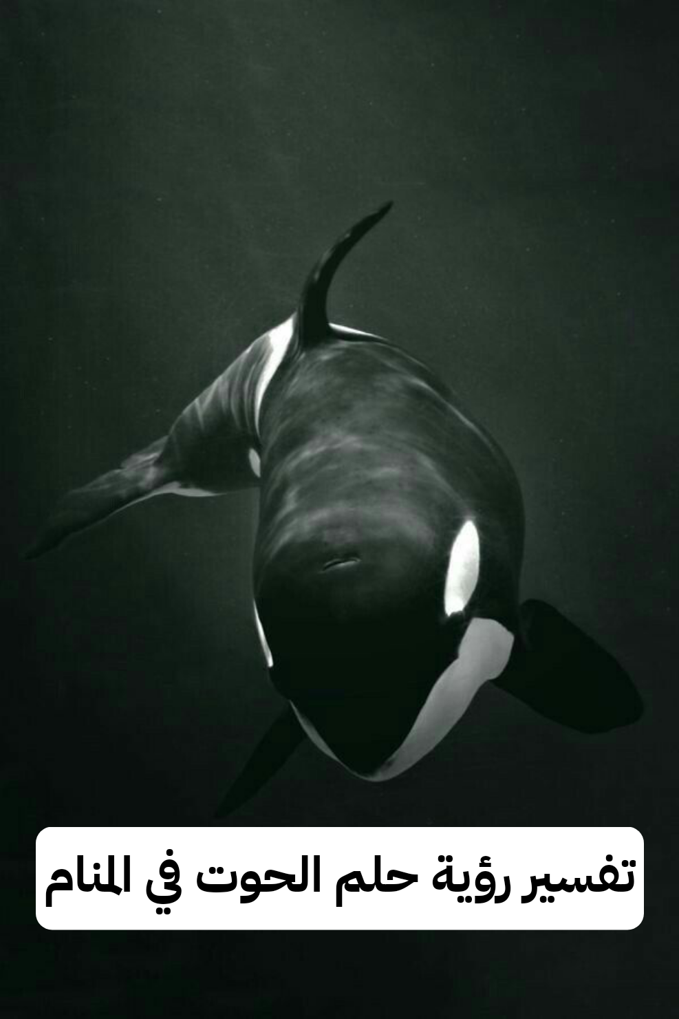 تفسير رؤية حلم الحوت في المنام