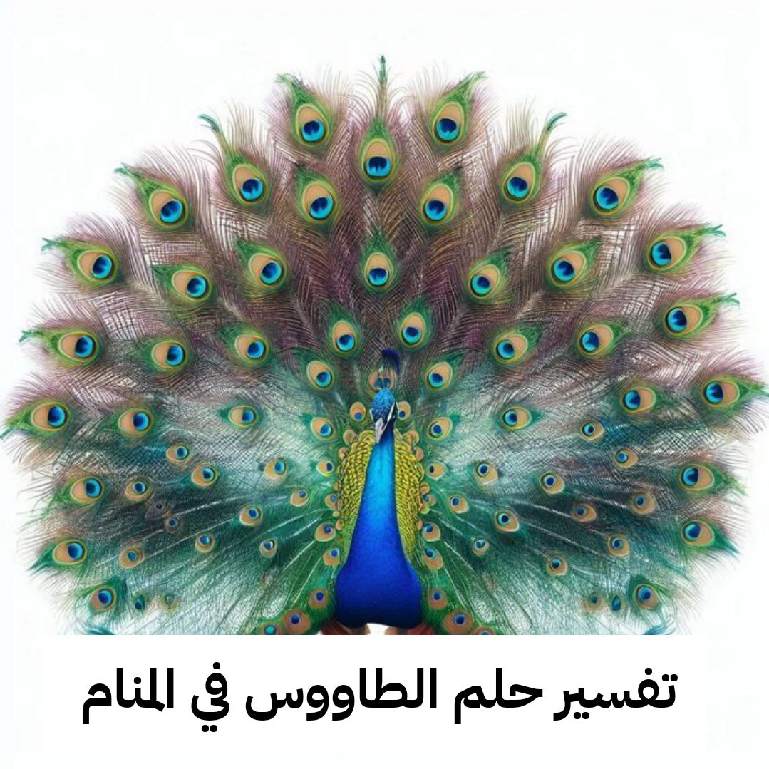 تفسير حلم الطاووس في المنام لابن سيرين – رمز رؤية طائر الطاووس في الحلم