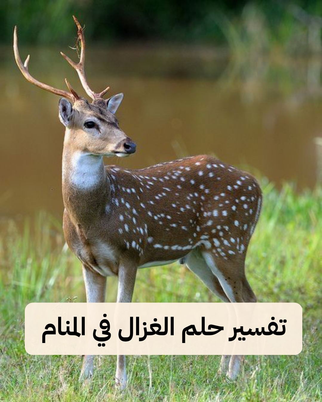 تفسير حلم الغزال في المنام – رمز رؤية الغزال في الحلم للنابلسي