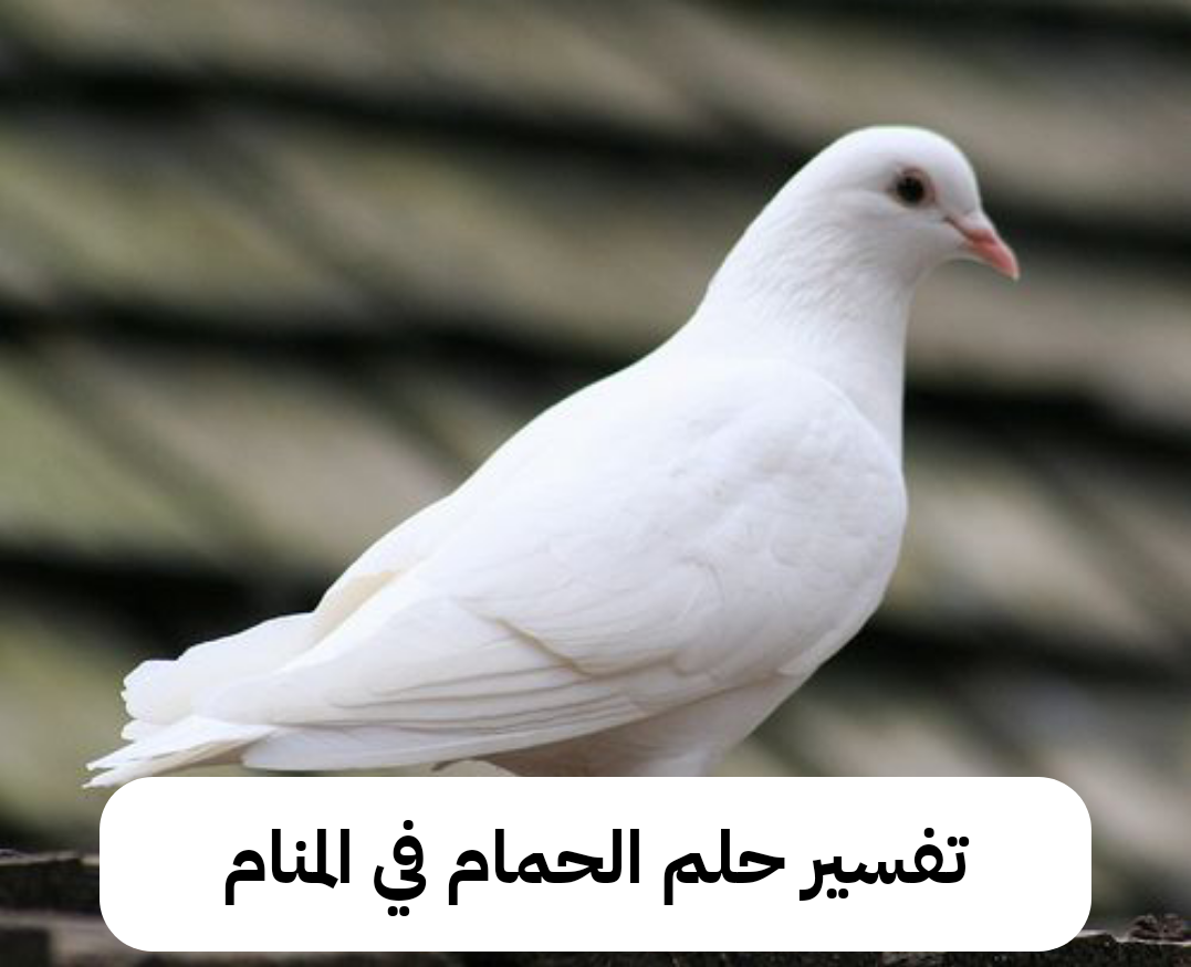 تفسير حلم الحمام في المنام لابن سيرين – رمز رؤية الحمام في الحلم للنابلسي