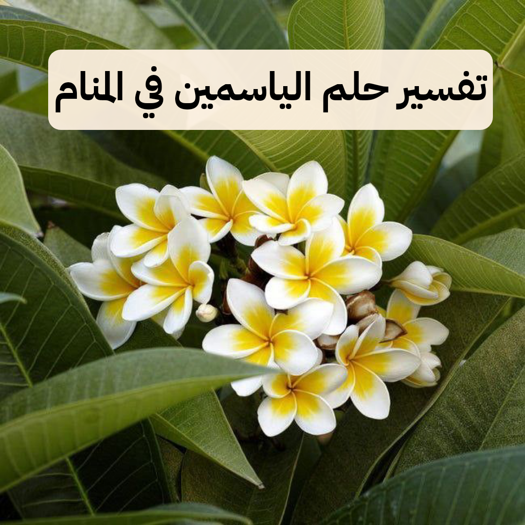 تفسير حلم الياسمين في المنام بالتفصيل – رمز رؤية شجرة الياسمين للعزباء وللمتزوجة وللحامل في الحلم