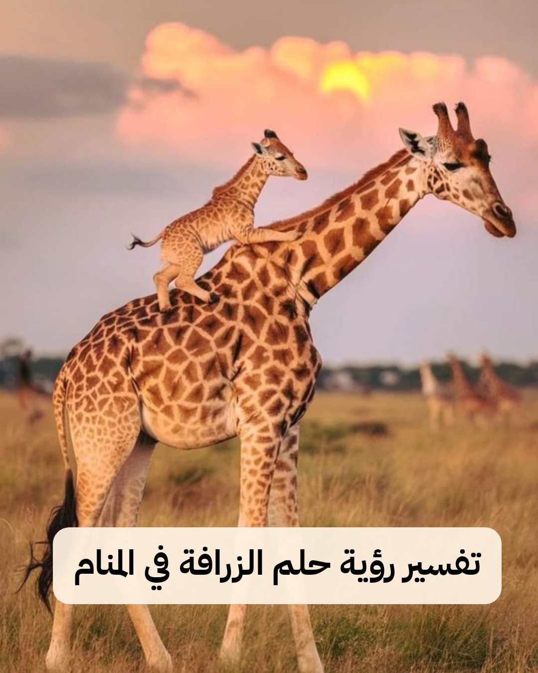 تفسير رؤية حلم الزرافة في المنام