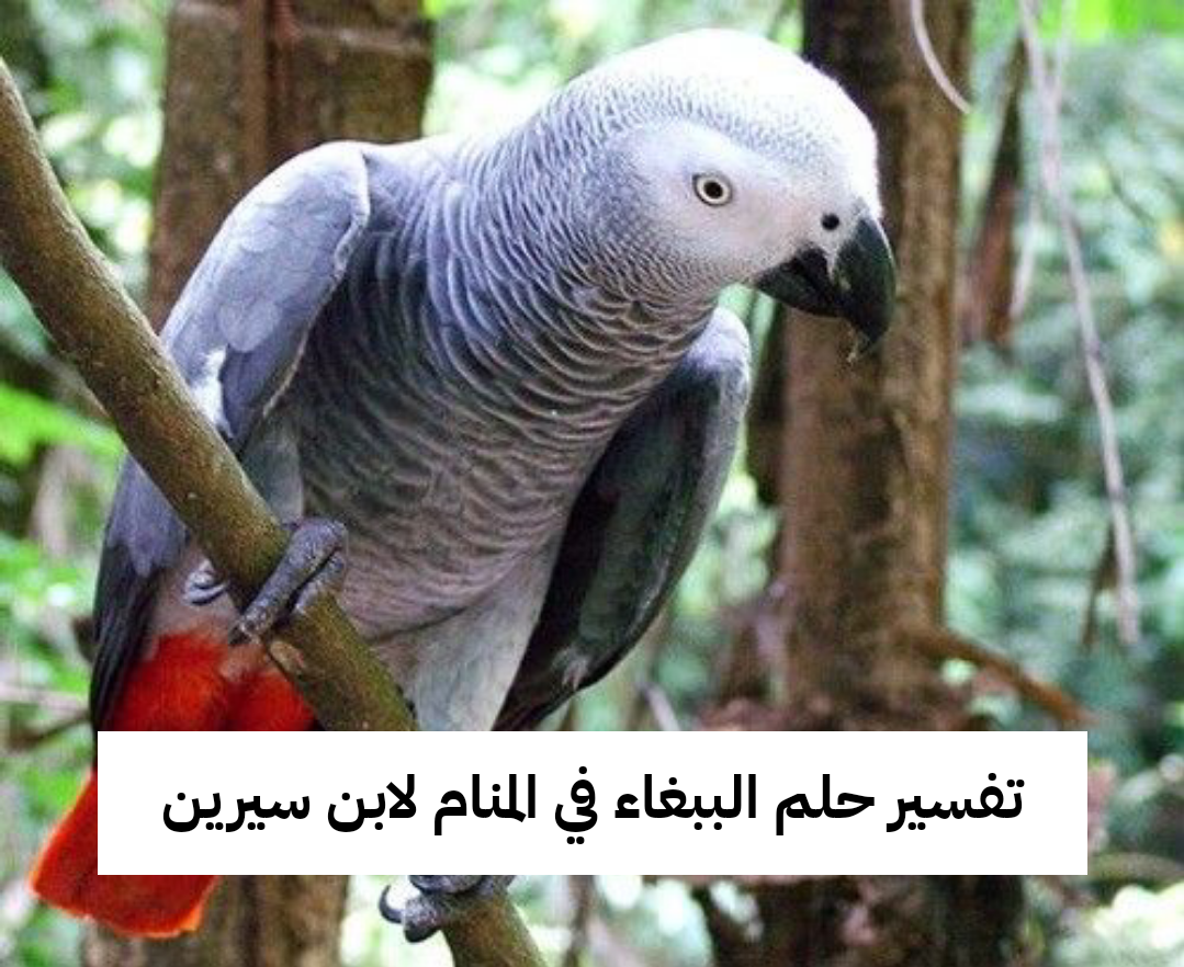 تفسير حلم الببغاء في المنام لابن سيرين – رمز رؤية الببغاء في الحلم