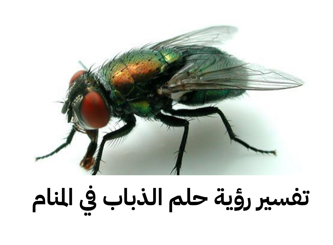 تفسير رؤية حلم الذباب في المنام