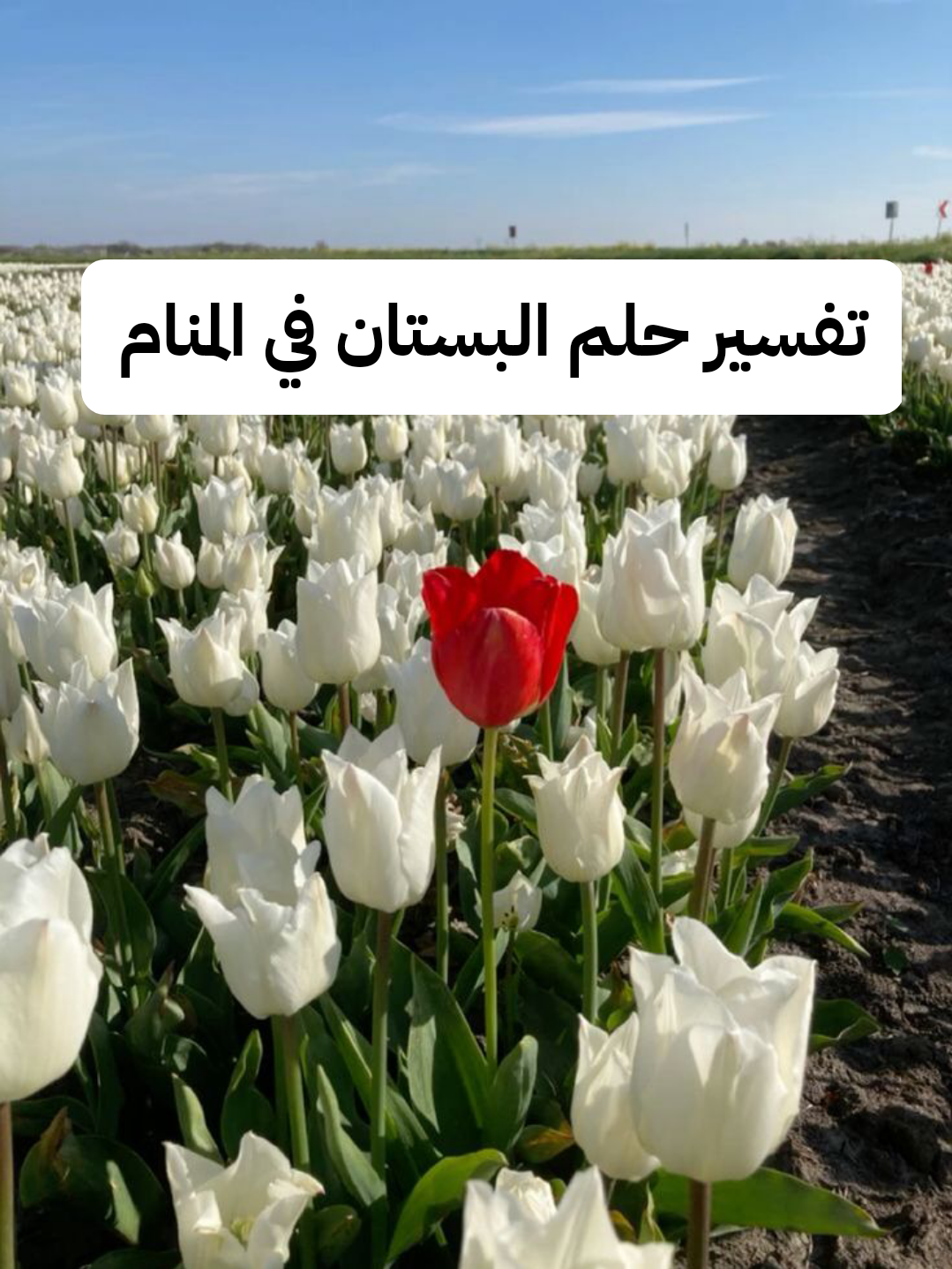 تفسير حلم البستان في المنام للعزباء بالتفصيل – رمز رؤية البساتين في الحلم