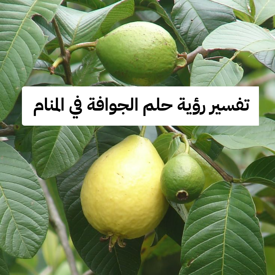 تفسير رؤية حلم الجوافة في المنام