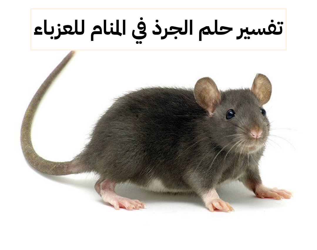 تفسير حلم الجرذ في المنام للعزباء – رمز الفأر في الحلم