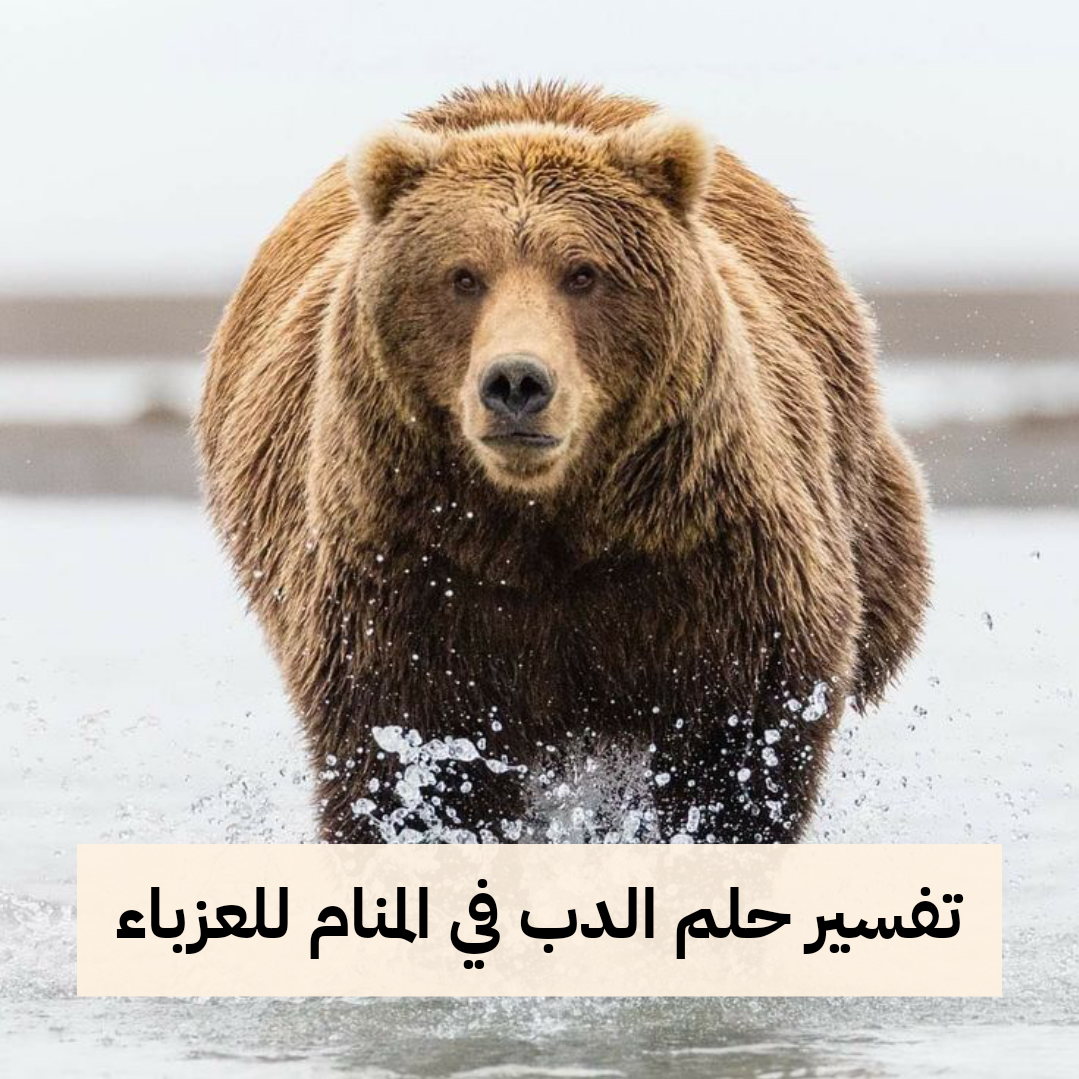 تفسير حلم الدب في المنام للعزباء – رمز رؤية الدب في الحلم