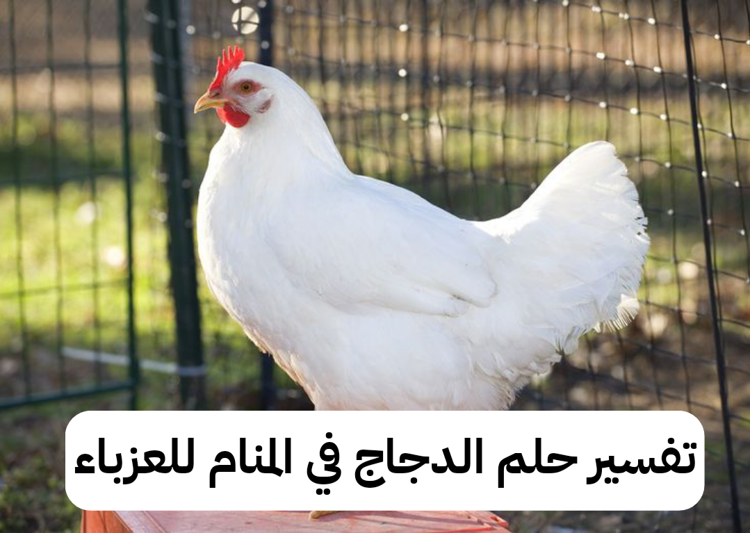 تفسير حلم الدجاج في المنام للعزباء – رمز رؤية الفراخ في الحلم