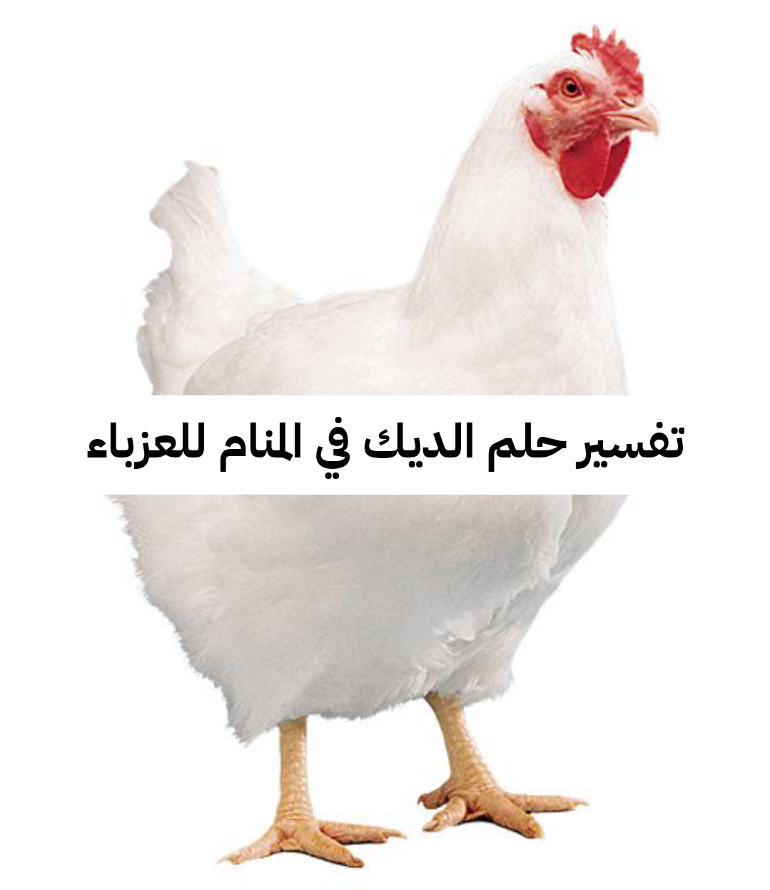 تفسير حلم الديك في المنام للعزباء – رمز رؤية الديك في الحلم