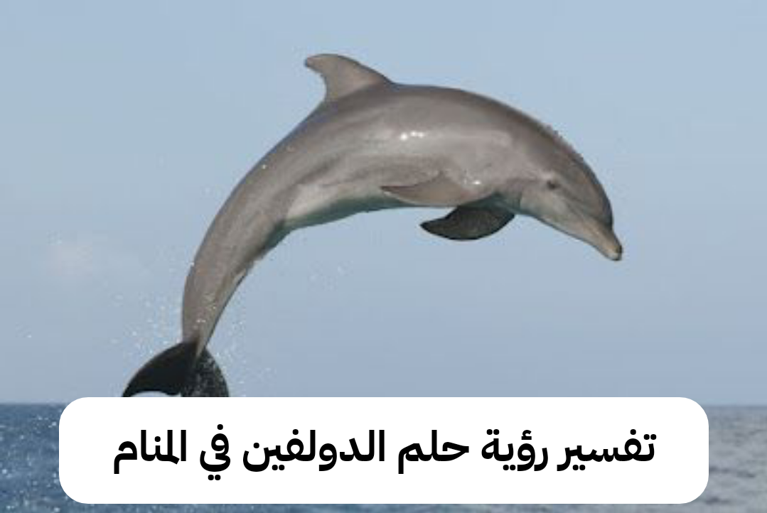 تفسير رؤية حلم الدولفين في المنام