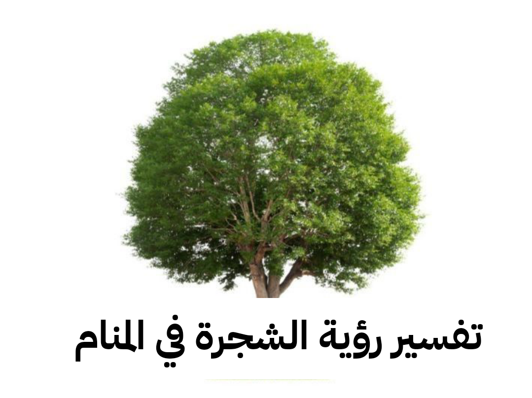 تفسير رؤية الشجرة في المنام .. هذا معنى رمز حلم الأشجار في الحلم