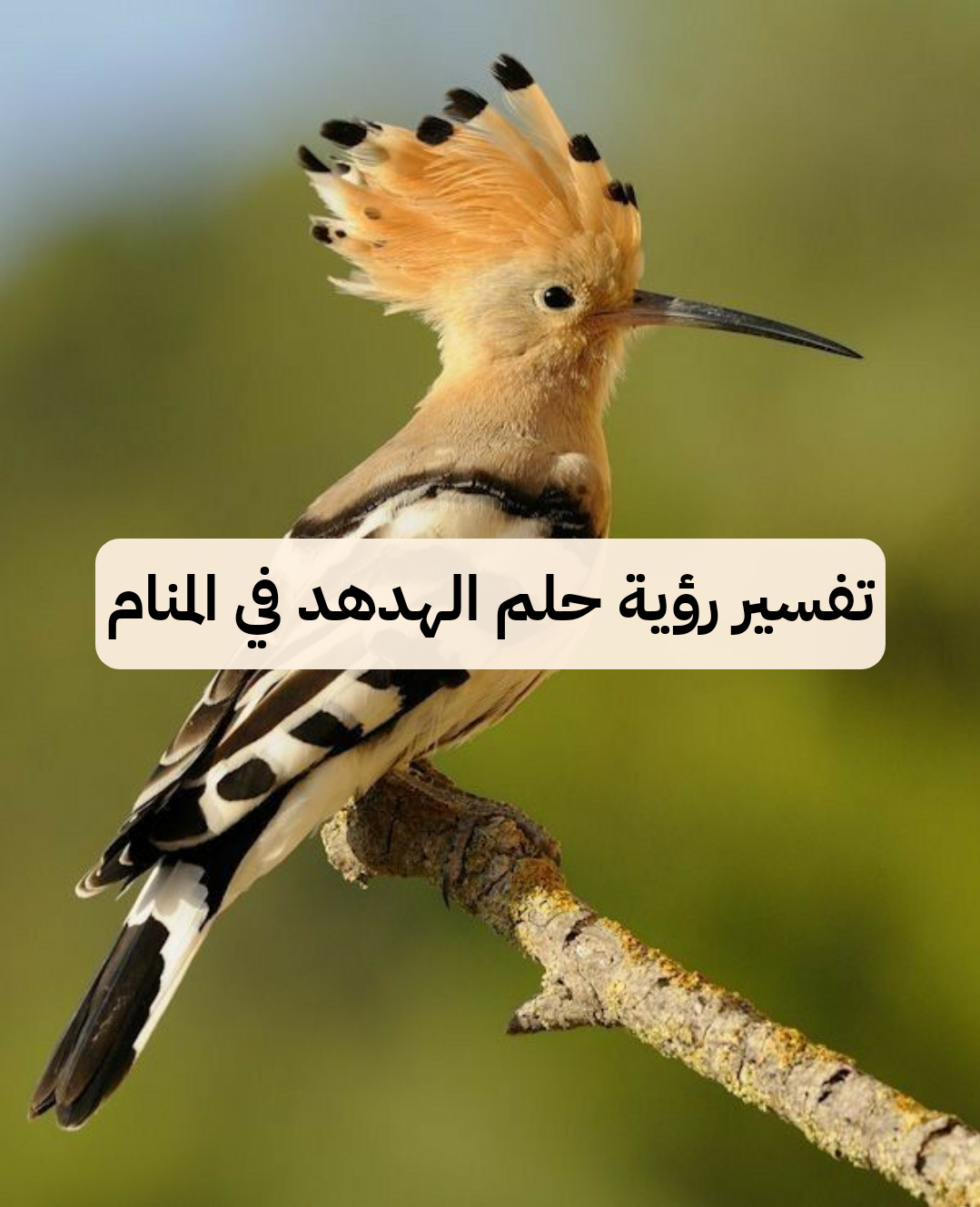 تفسير رؤية حلم الهدهد في المنام للعزباء وللمتزوجة