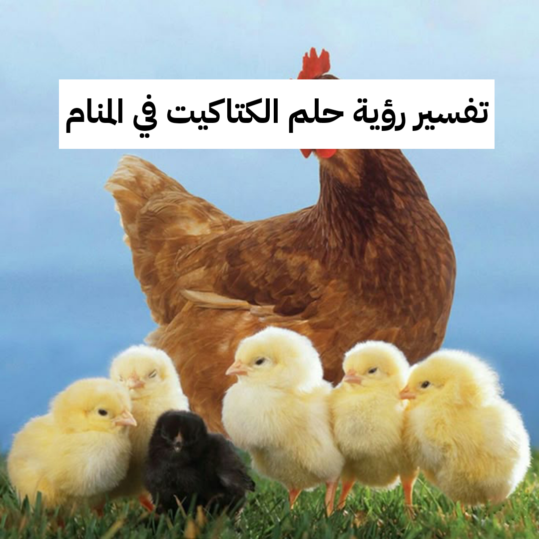 تفسير رؤية حلم الكتاكيت في المنام لابن سرين