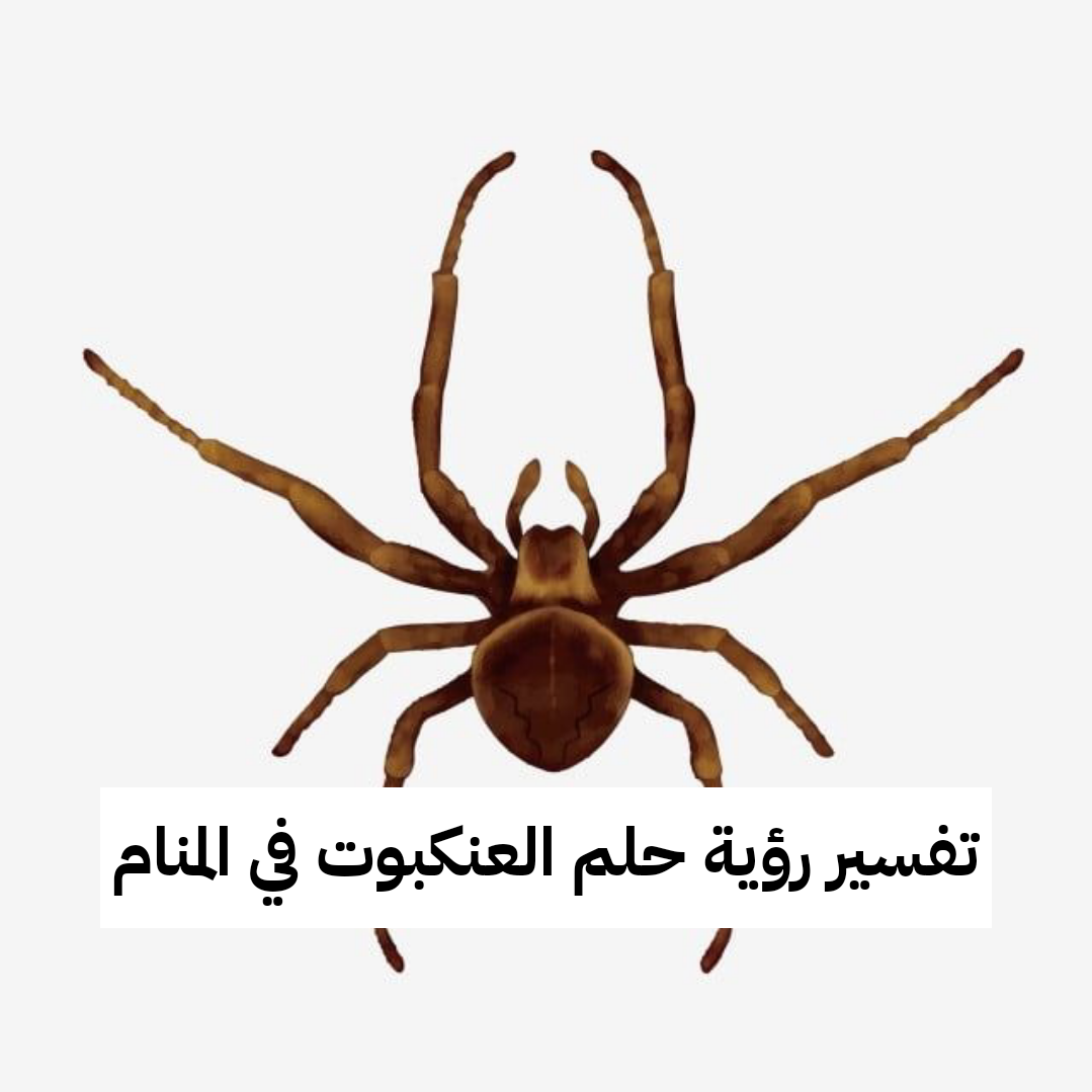 تفسير رؤية حلم العنكبوت في المنام بالتفصيل