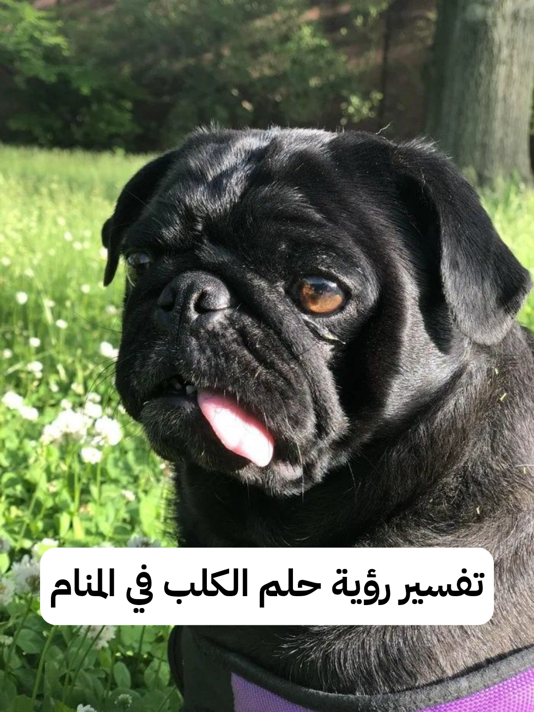 تفسير رؤية حلم الكلب في المنام .. متي يكون مصيبة للرائي