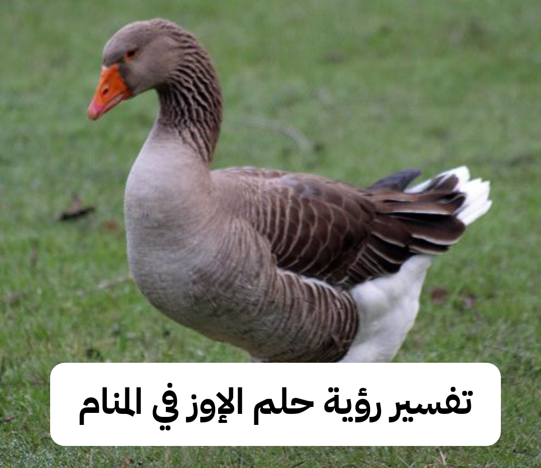 تفسير رؤية حلم الإوز في المنام لابن سيرين والنابلسي