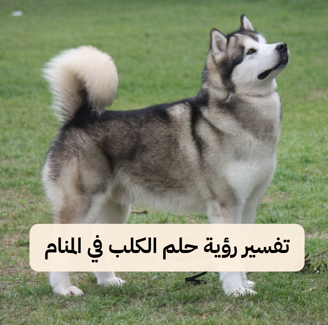 تفسير رؤية حلم الكلب في المنام للمرأه والرجل بالتفصيل