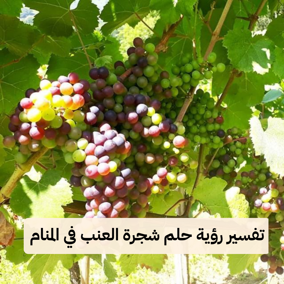 تفسير رؤية حلم شجرة العنب في المنام بالتفصيل