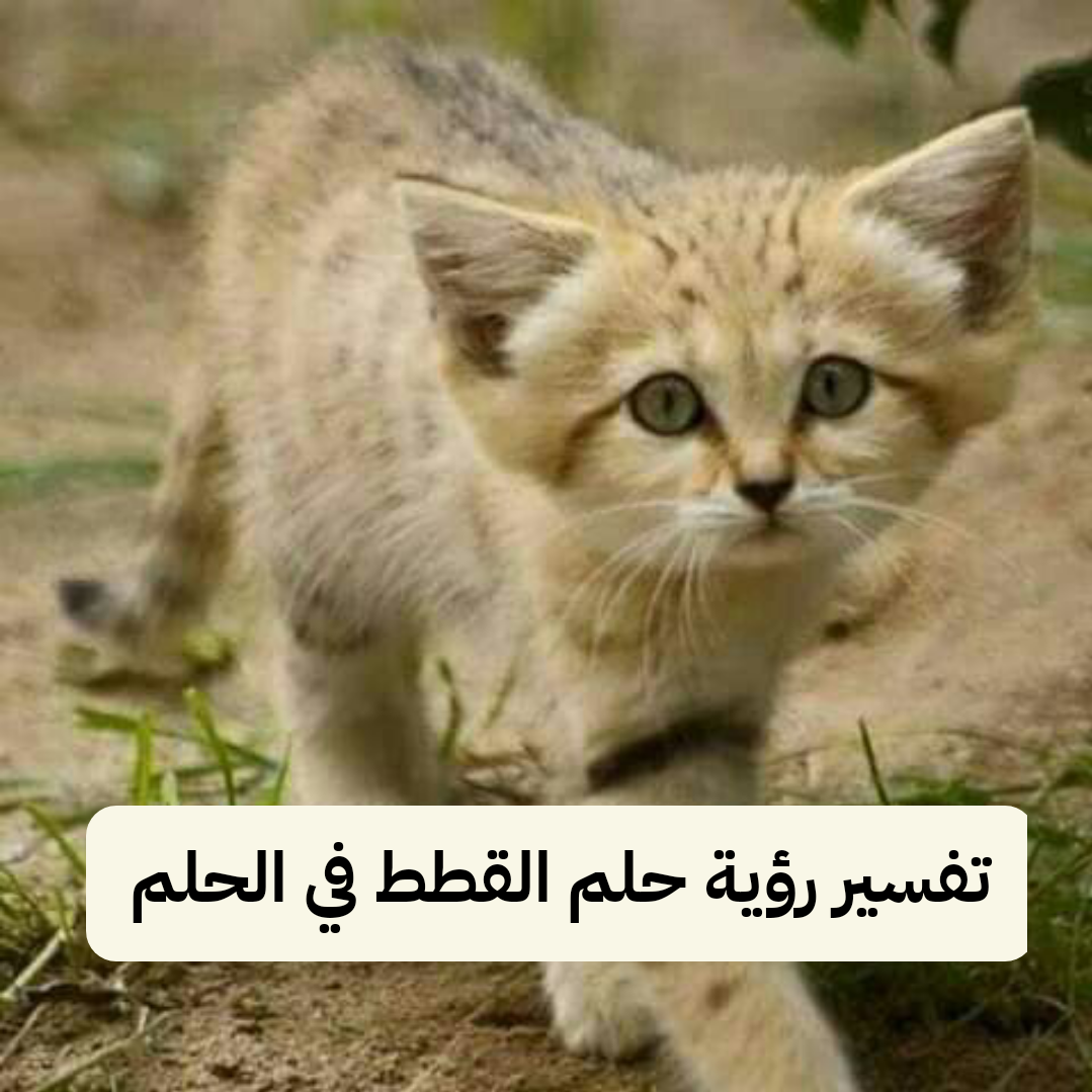 تفسير رؤية حلم القطط في الحلم بالتفصيل