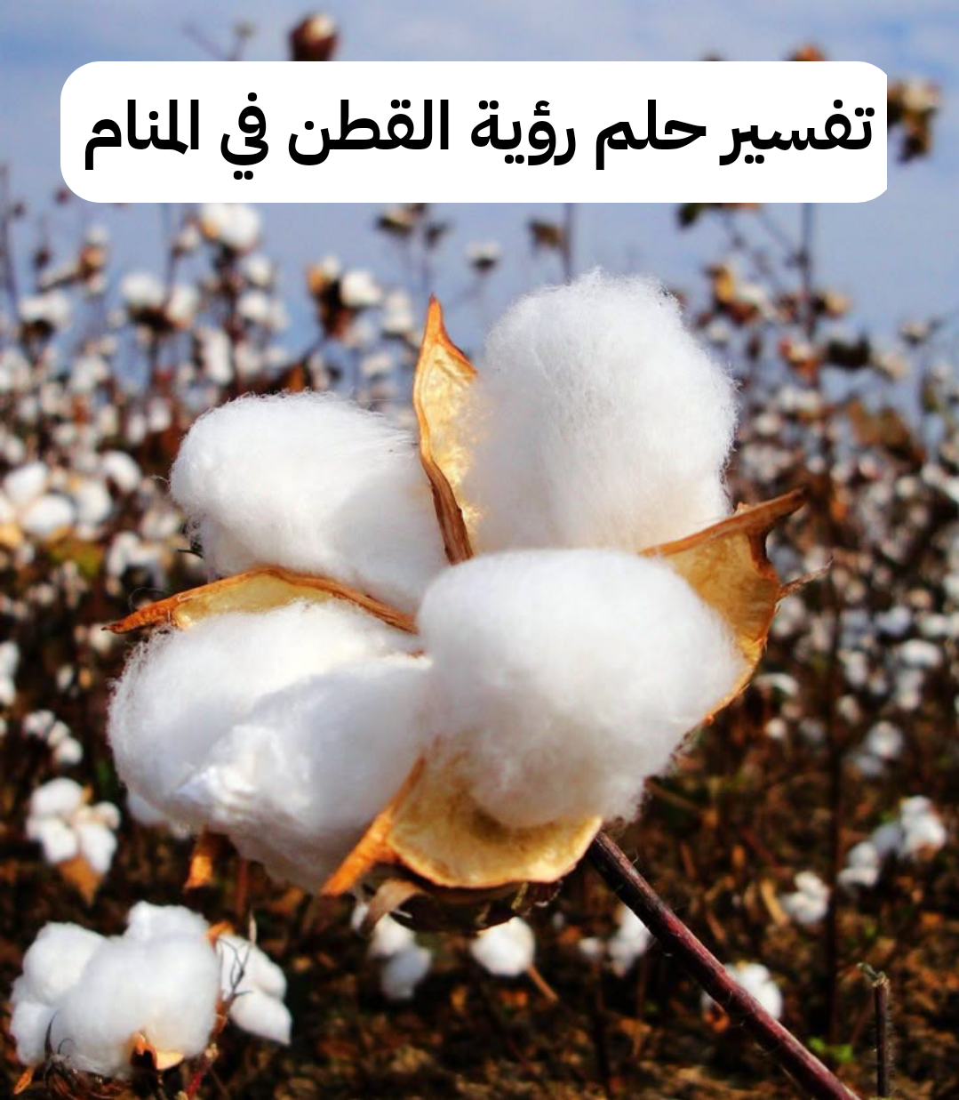 تفسير حلم رؤية القطن في المنام