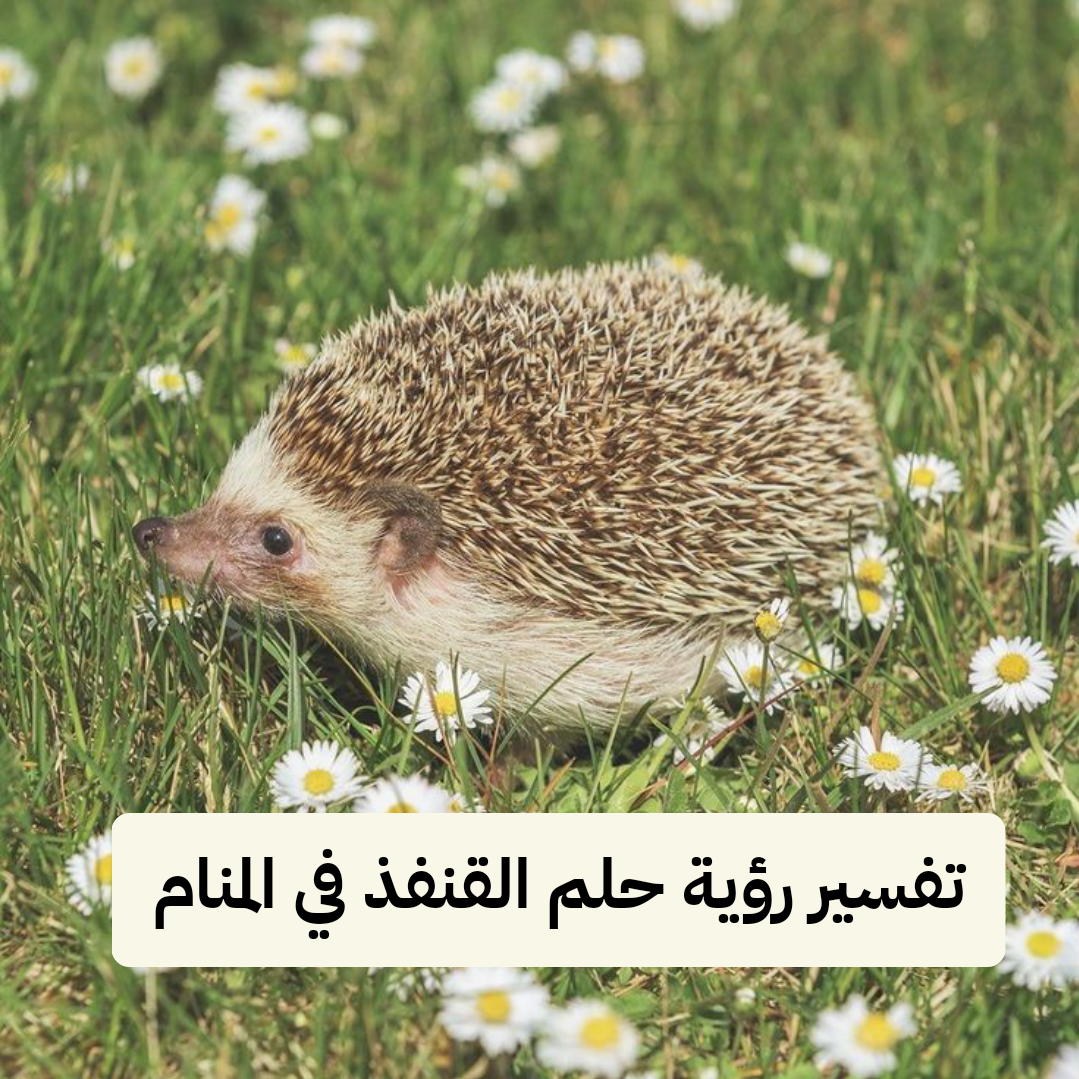 تفسير رؤية حلم القنفذ في المنام ومعناه بالتفصيل