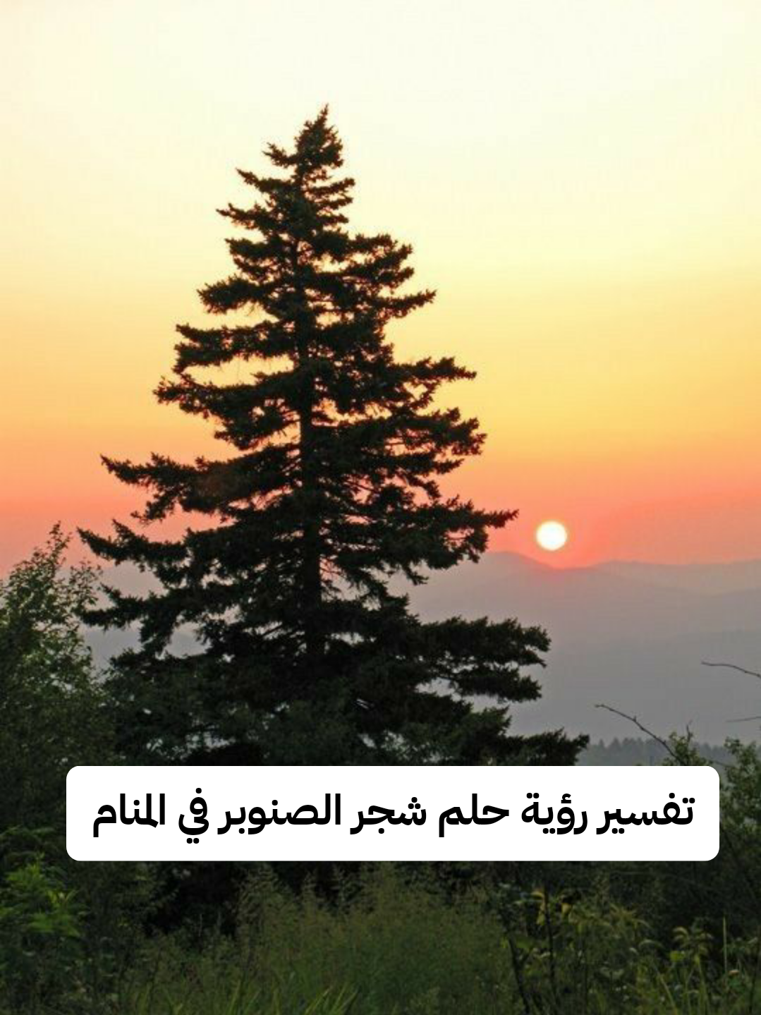 تفسير رؤية حلم شجر الصنوبر في المنام للرجل والمرأه لابن سيرين بالتفصيل