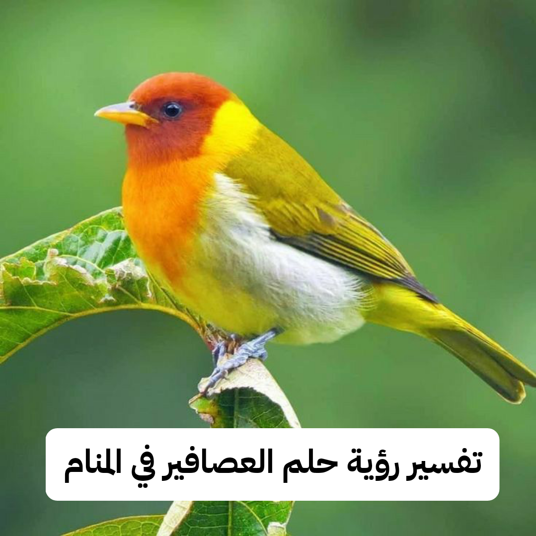 تفسير حلم رؤية العصافير في المنام لابن سيرين