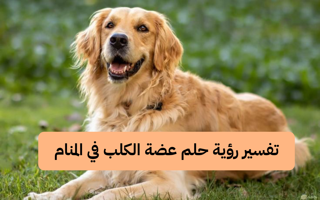 تفسير رؤية حلم عضة الكلب في المنام بالتفصيل