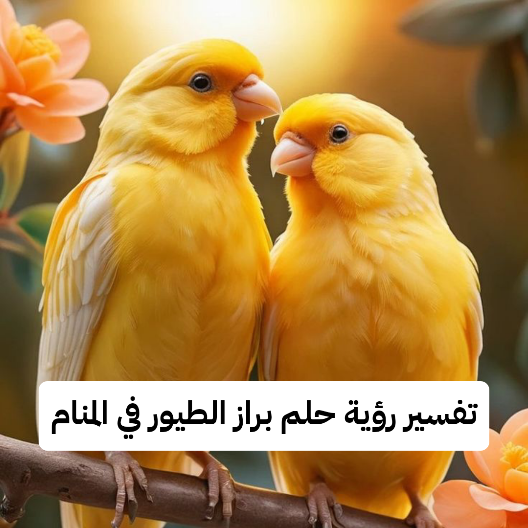 تفسير رؤية حلم براز الطيور في المنام – رمز البراز في الحلم