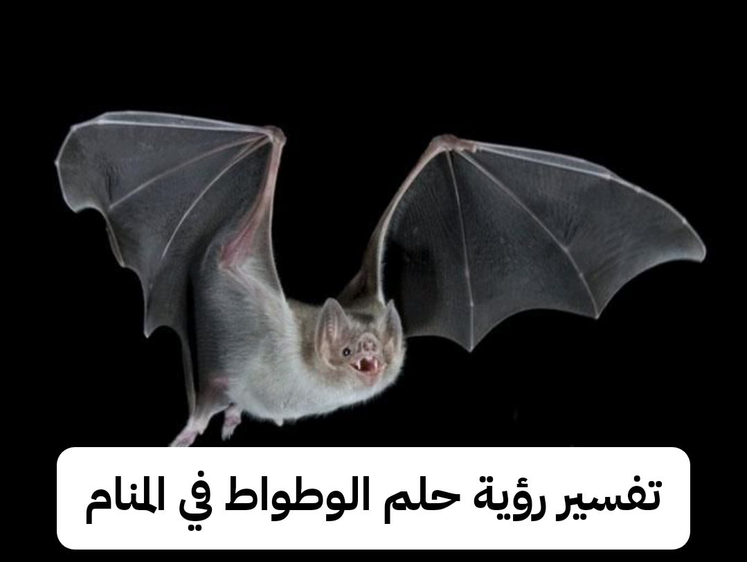 تفسير رؤية حلم الوطواط في المنام لابن سيرين